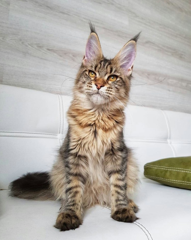 Каракал чаузи