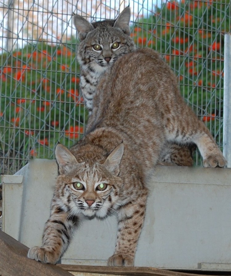 Карельский бобтейл короткошерстный