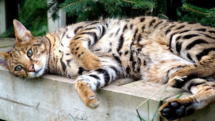 Котята породы каракал