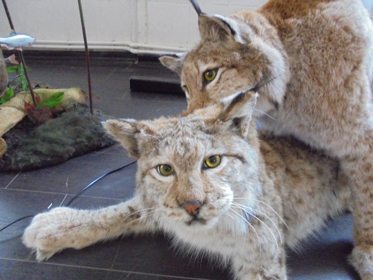 Desert Lynx порода кошек