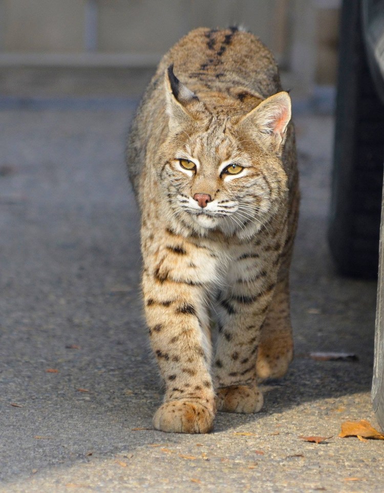 Бобкэт порода