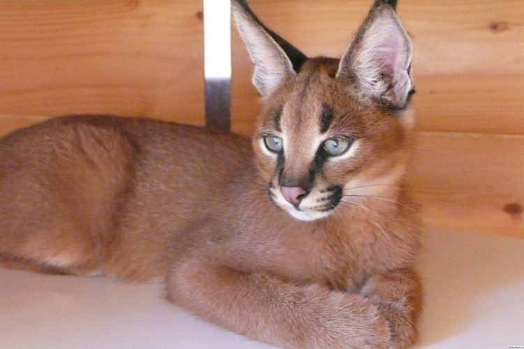 Гибрид кошки и рыси