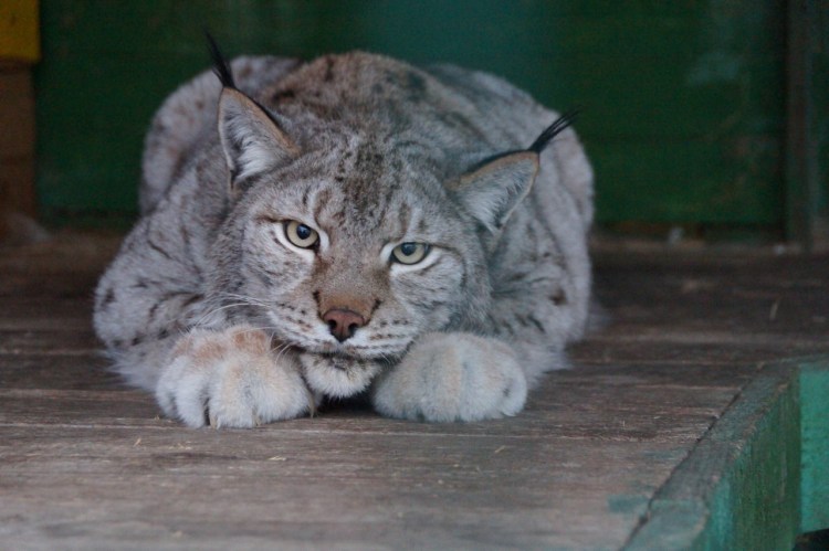 Помесь рыси и Пумы