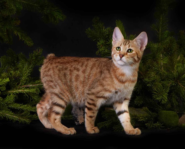 Рысь Сибирская одомашненная