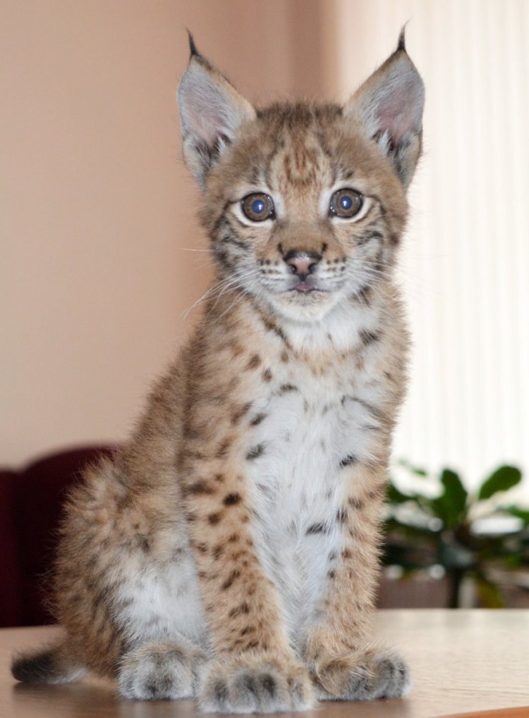 Каракал домашний Шлепа