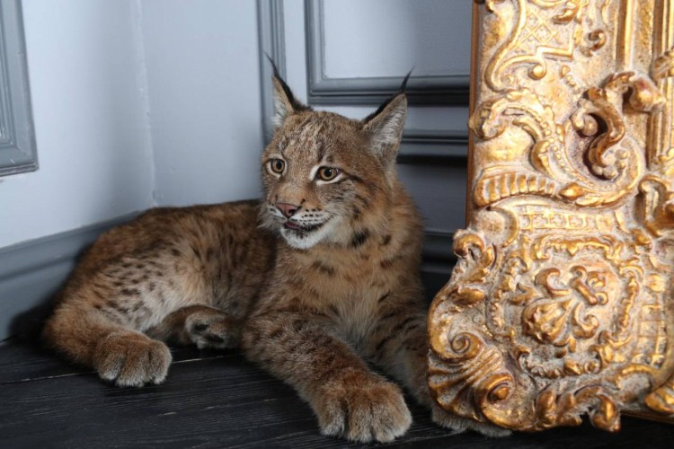 Каракал Нефертити