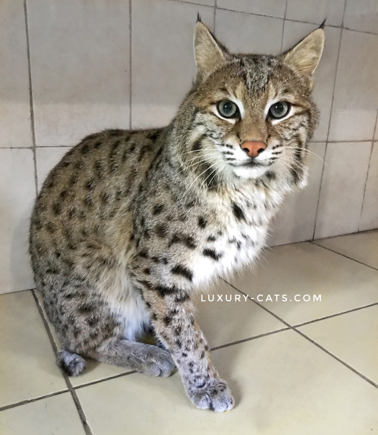 Бобкэт Рысь домашняя