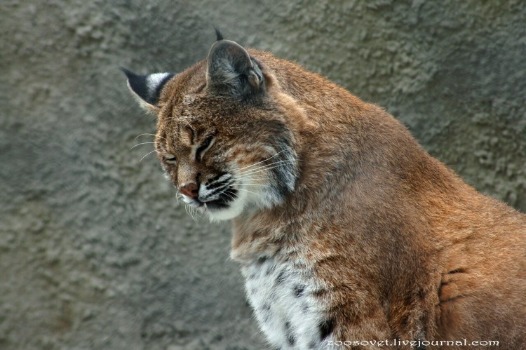 Рысь (l) (88565b)