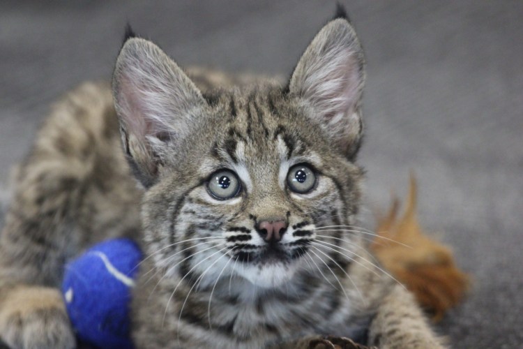 Доброе утро Рысь