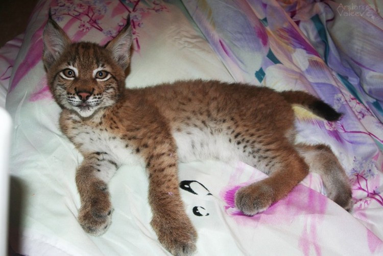 Канадская Рысь Макс