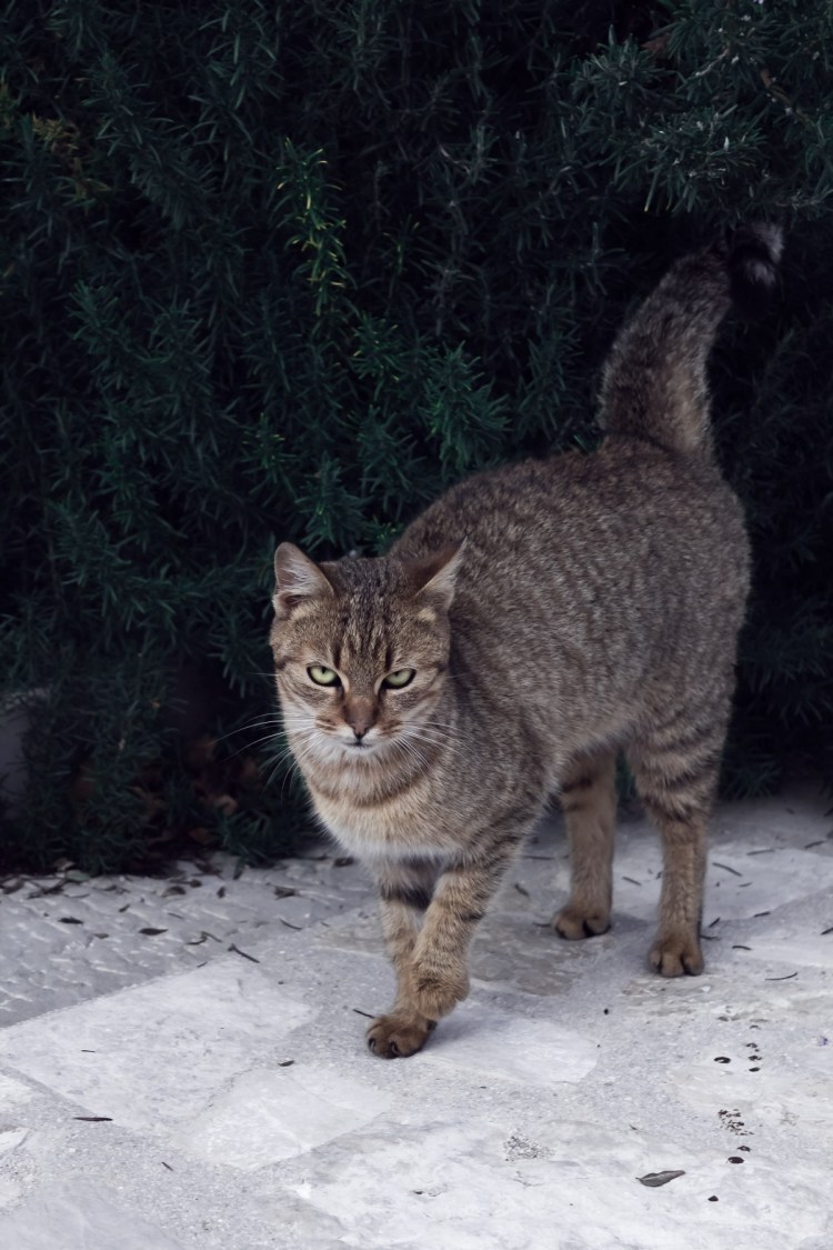 Рысь в Московском зоопарке