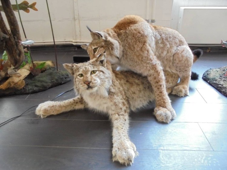 Каракал Рысь Пума