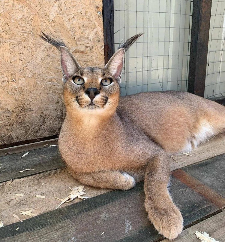 Гибриды камышового кота