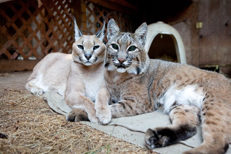 Бобкэт кот домашний