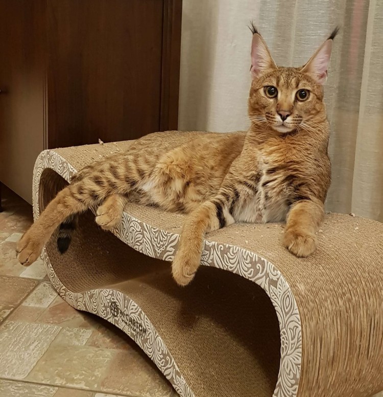 Каракал домашний