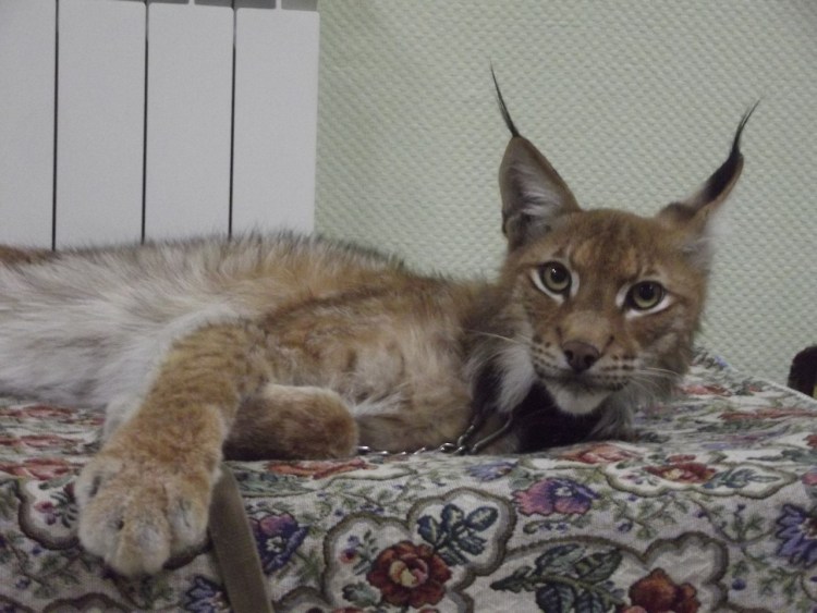 Карликовая Рысь