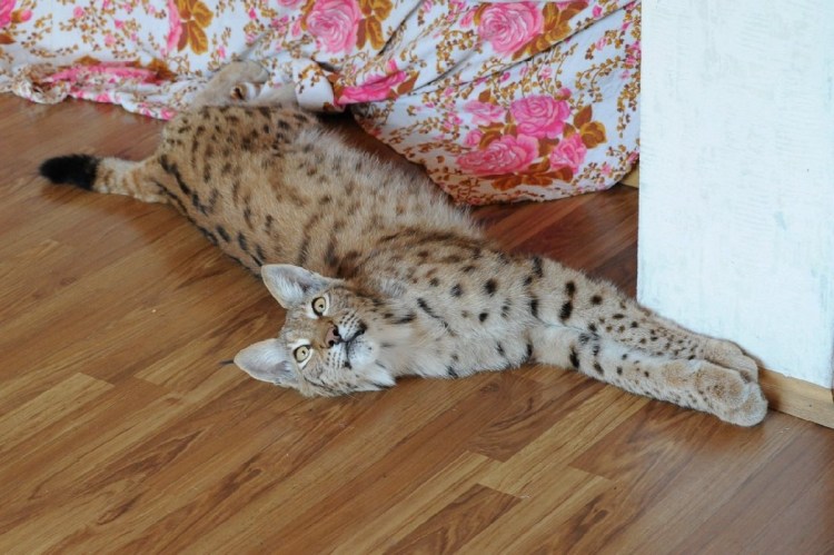 Гибрид рыси и домашней кошки