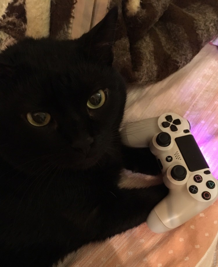 Котенок геймер