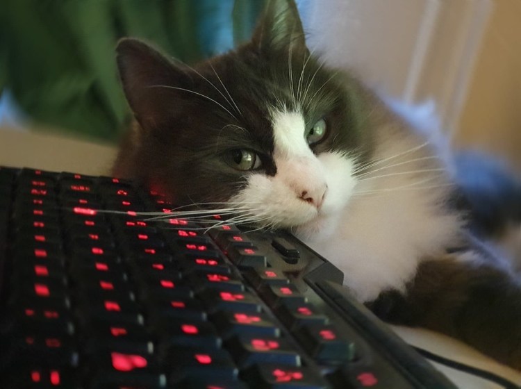 Геймерские коты