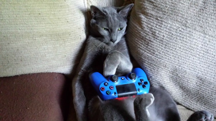 Кот геймер