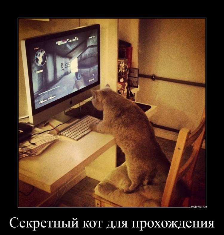 Котенок геймер