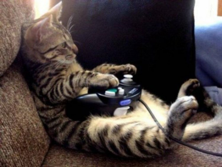 Аватар кот в наушниках