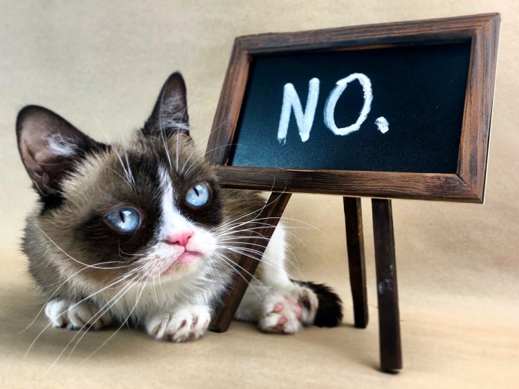 Кот геймер в наушниках