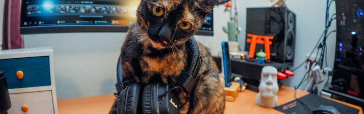 Котик Игроман