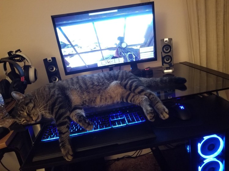 Коты геймеры