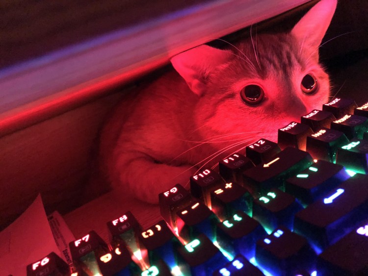 Кот Компьютерщик