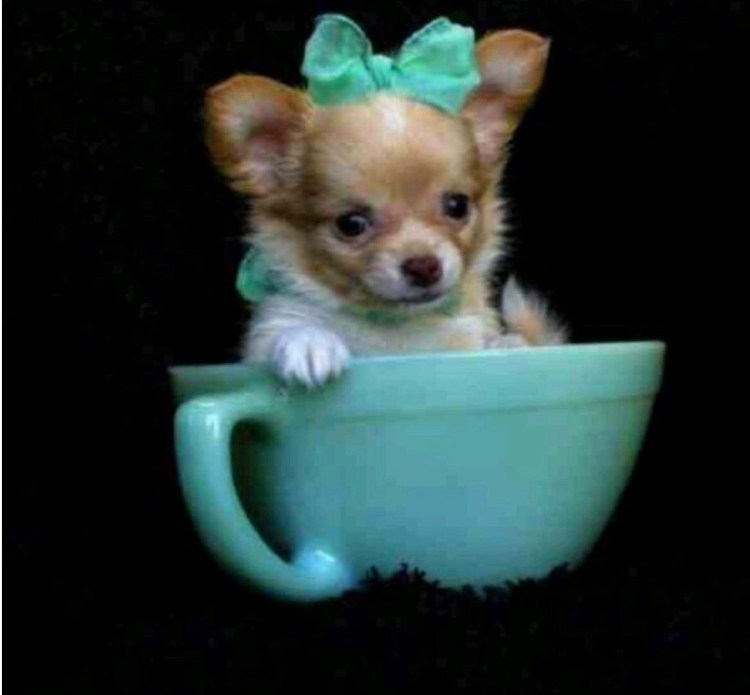 Рюмочный чихуахуа