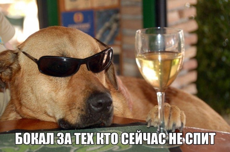 Карманные собачки