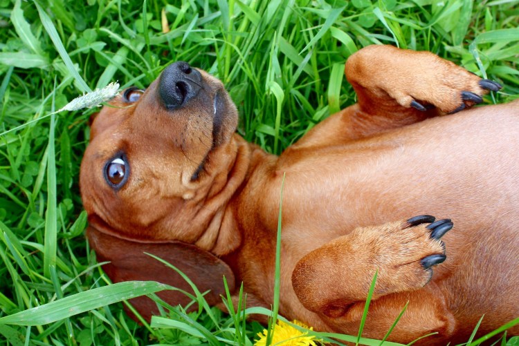 Животные с пивом