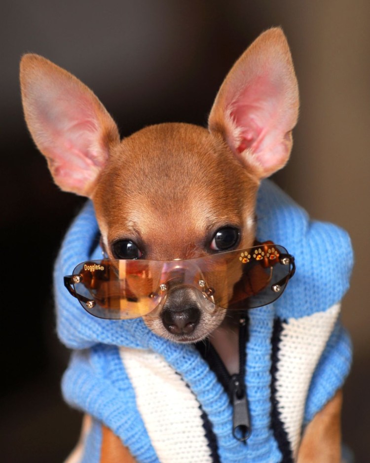 Шутки про собак