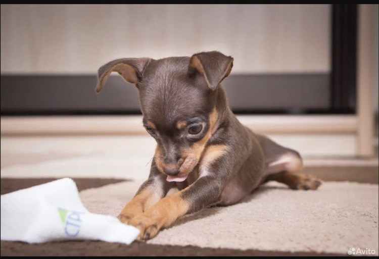 Собака с бокалом вина