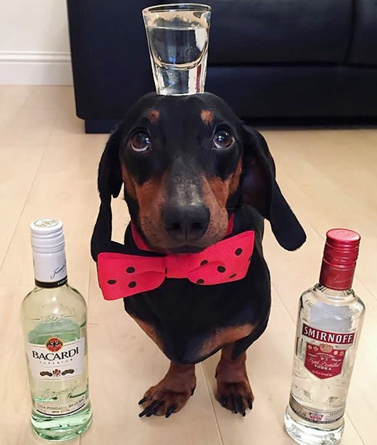 Собака с бокалом