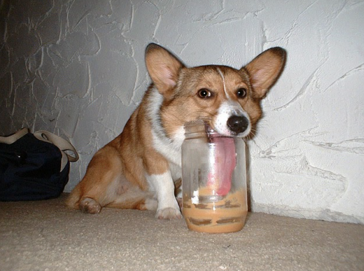 Породистые собаки маленького роста