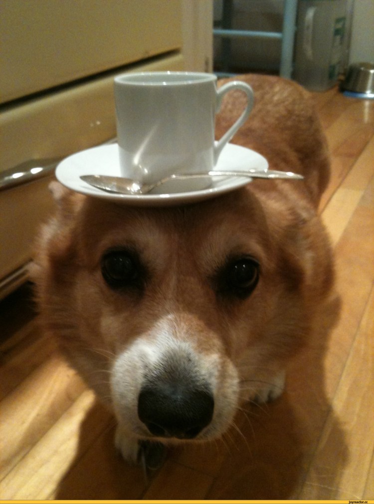 С днем рождения шпиц