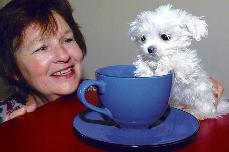 Оригинальные снимки собак