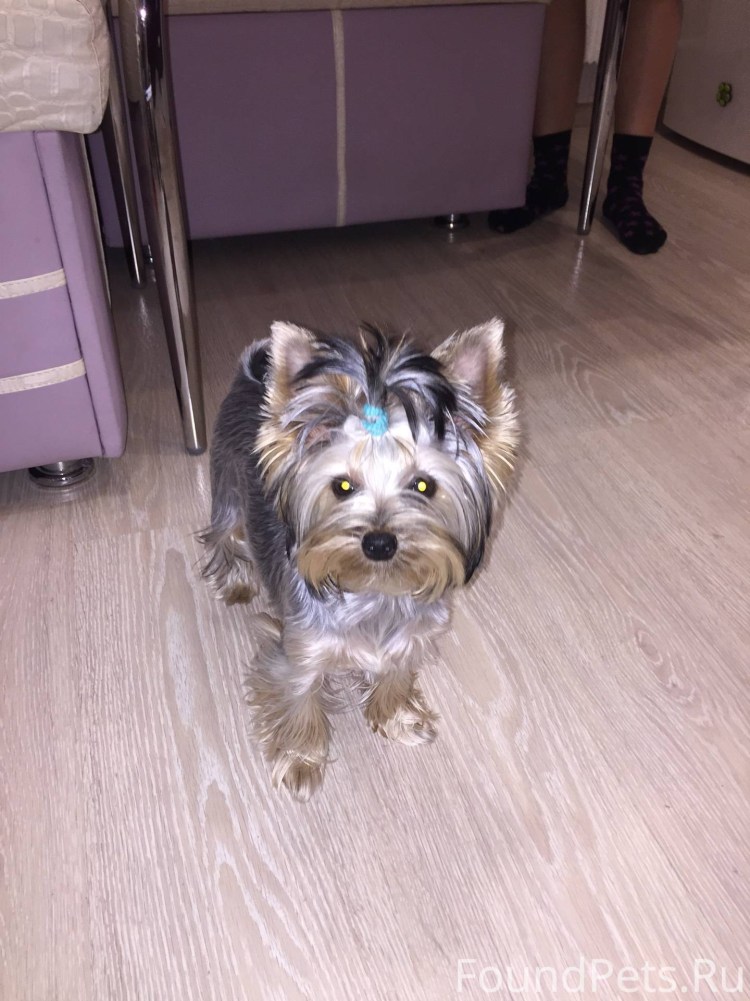 Йоркширский терьер серый
