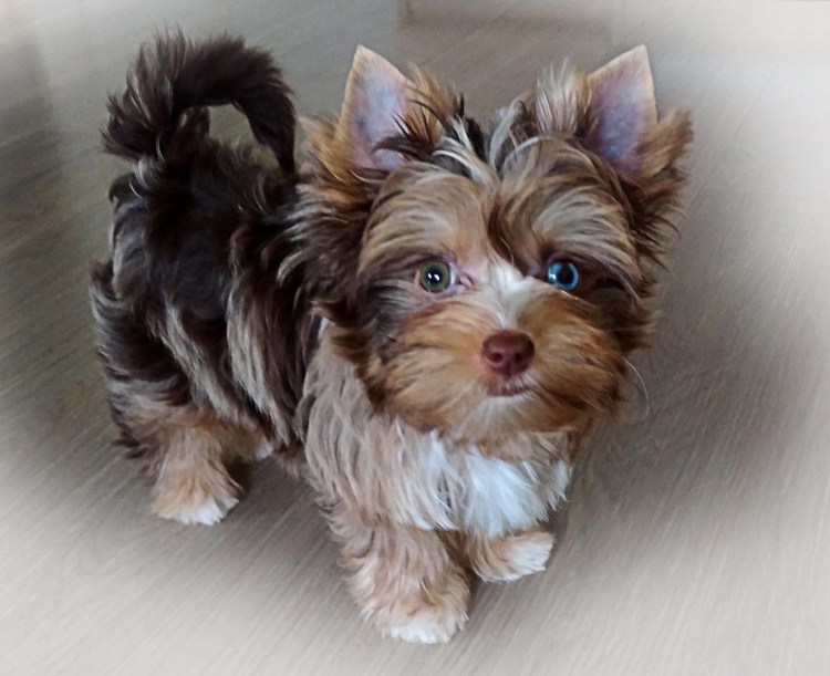 Блю Мерль Йоркширский терьер