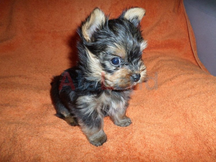 Йоркширский терьер черный подпалый