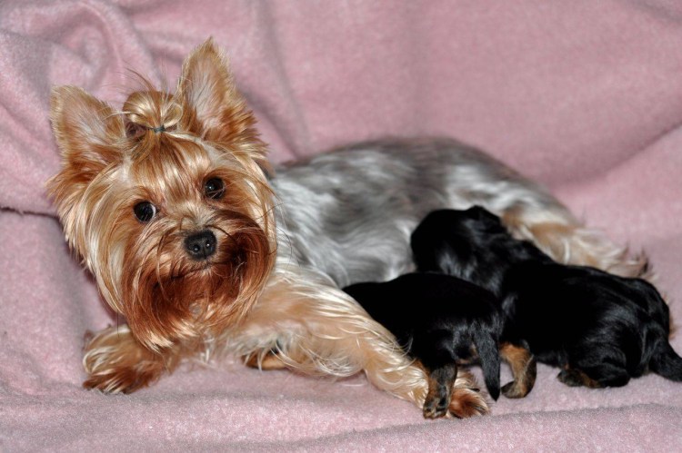 Биро Йоркширский терьер шоколадный