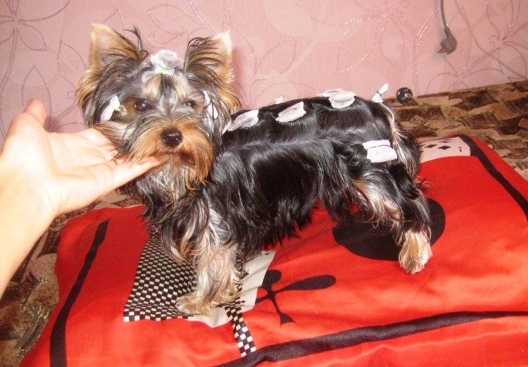 Стрижка щенка Йорка 5 месяцев