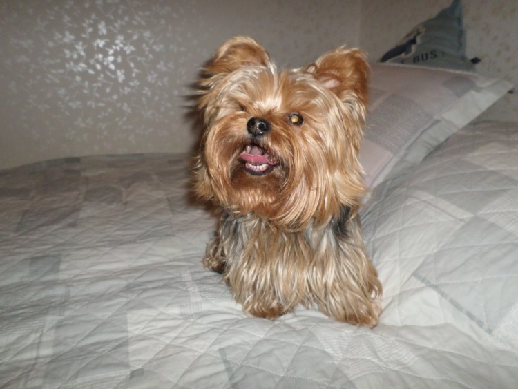 Стрижки йоркширского терьера с косичками