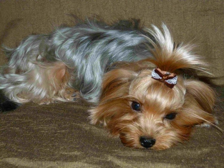 Йоркширский терьер стандарт