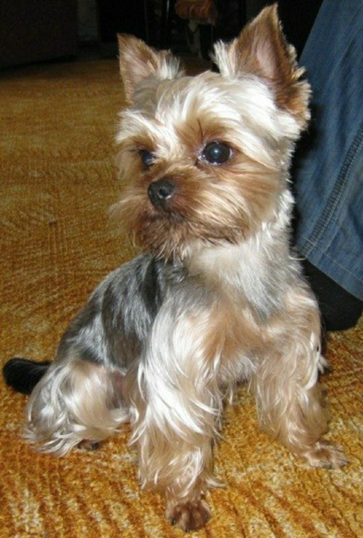 Платиновый Йоркширский терьер