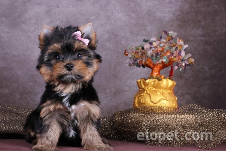 Йоркширский терьер золотого окраса