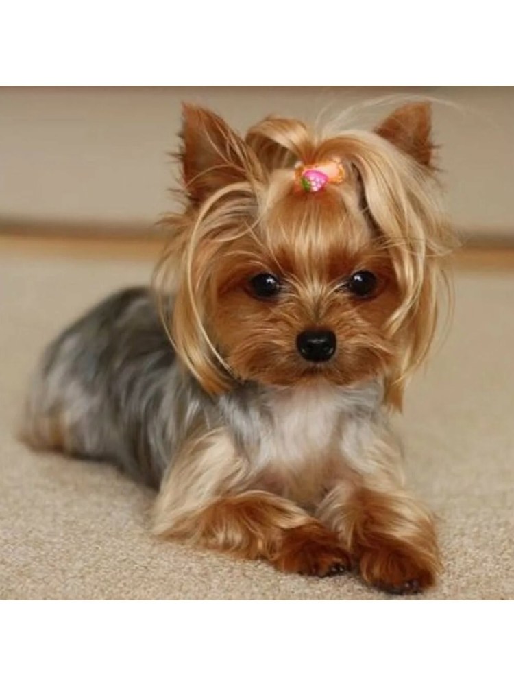 Чистопородный Йоркширский терьер