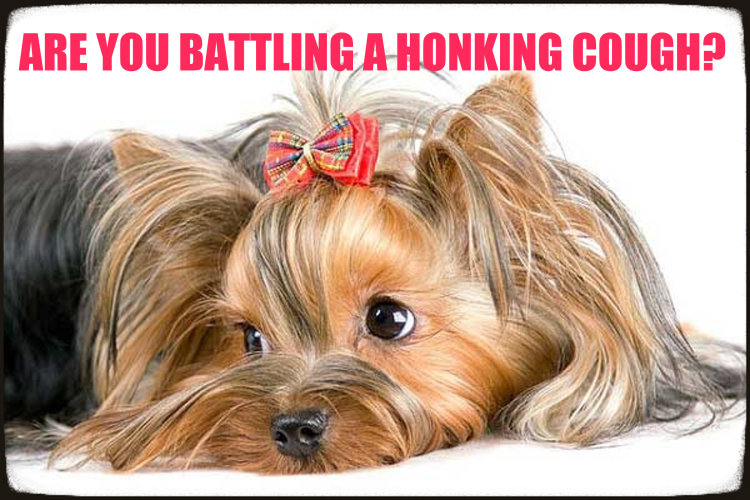 Краткое сообщение о породе Йоркширский терьер